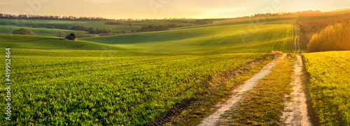 Green waves of wheat field sown with a line with a dirt road in the evening