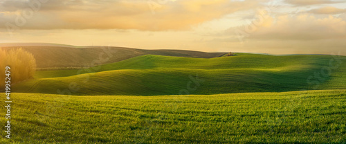 Panoramic view of wavy fields with lines of winter crops in spring at evening...