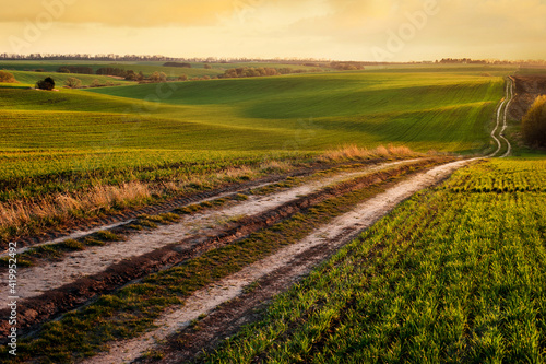 Green waves of wheat field sown with a line with a dirt road in the evening s...