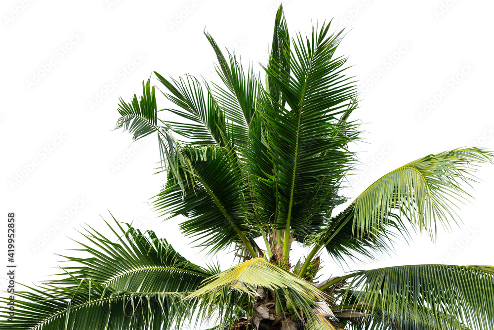 leaves of coconut tree isolated on white background, clipping path included.