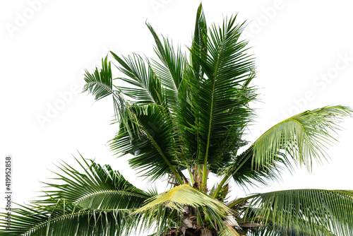 leaves of coconut tree isolated on white background  clipping path included.