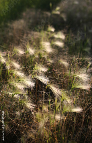 Lifestyle barley field in sunset lights with copy space for the text. Shot in public landscape park Tufeleva Roscha, Moscow, Russia. Copy space for message.   photo