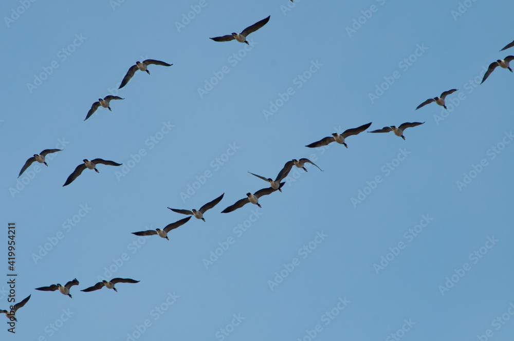 birds in flight, flying birds flock through the clouds, geese birds in flight, flying birds flock through the clouds, geese