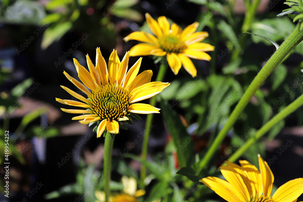 Closeup of echiniacea in full bloom during later summer Closeup of echiniacea in full bloom during later summer