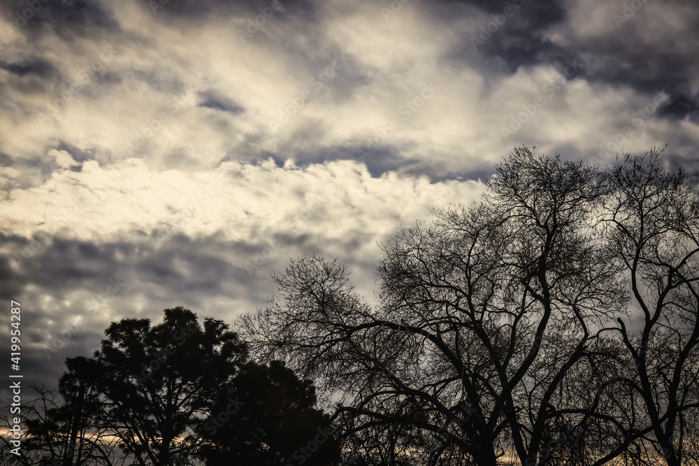 Obraz premium Treetops and Clouds at Sunrise
