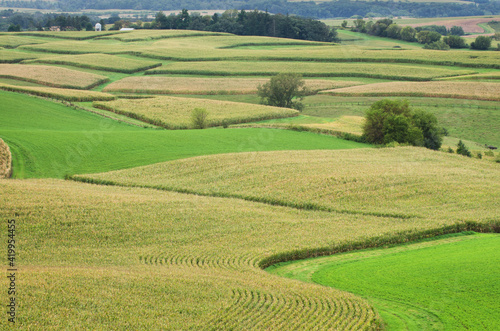 USA, Minnesota. Rolling farmlands with patchwork fields of corn.