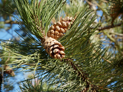 Waldkiefer mit Zapfen