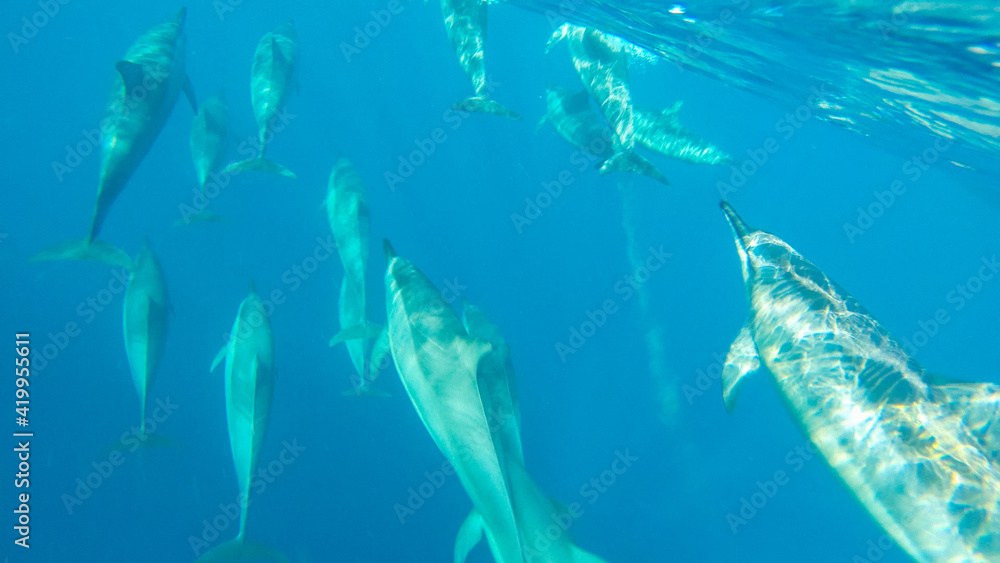 Fototapeta premium Delefinschwarm unter Wasser