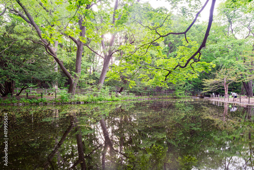 Nature landscape of pond and reflection in the historical Hokkaido Shrine