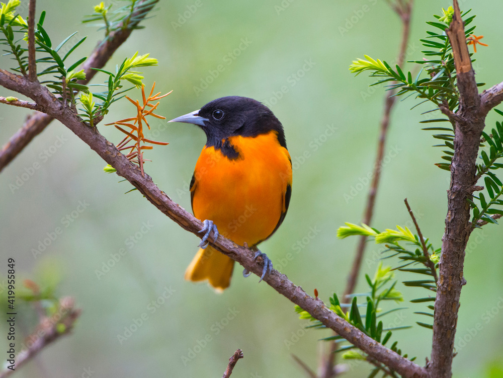 USA, Minnesota, Mendota Heights, Mohican Lane, Baltimore Oriole USA, Minnesota, Mendota Heights, Mohican Lane, Baltimore Oriole