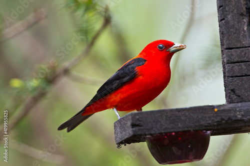 USA, Minnesota, Mendota Heights, Mohican Lane, Scarlet Tanager