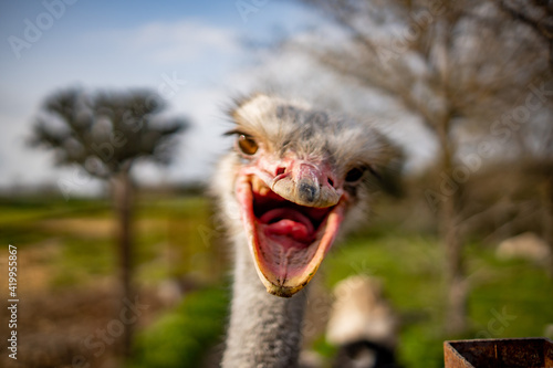 ostrich in the zoo © Gustavo Palacios