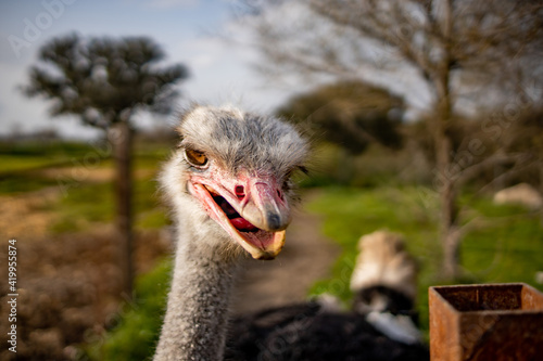 portrait of a ostrich © Gustavo Palacios