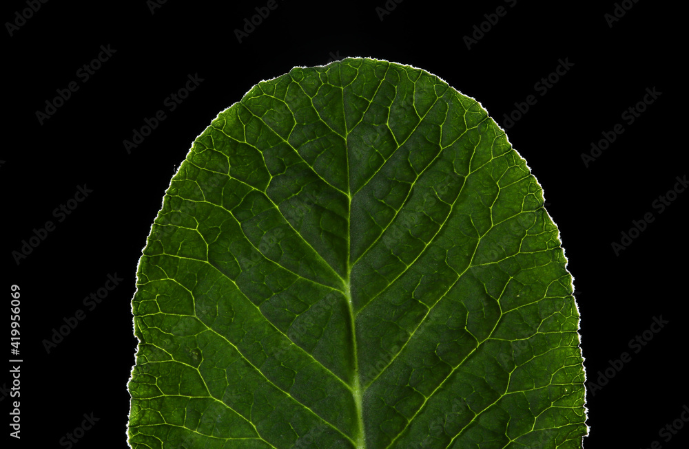 Obraz premium Nice green leaf on a black background 
