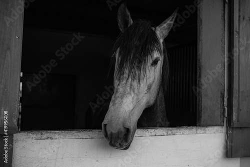 White Horse with black air in a barn