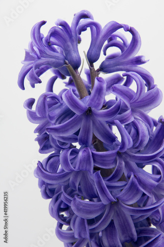 giacinto viola su sfondo bianco