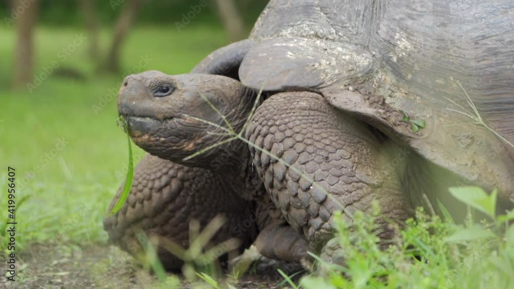 Closeup: Large Galapagos Tortoise Eating Grass Looks Up From His Meal In Grassy Field Closeup: Large Galapagos Tortoise Eating Grass Looks Up From His Meal In Grassy Field