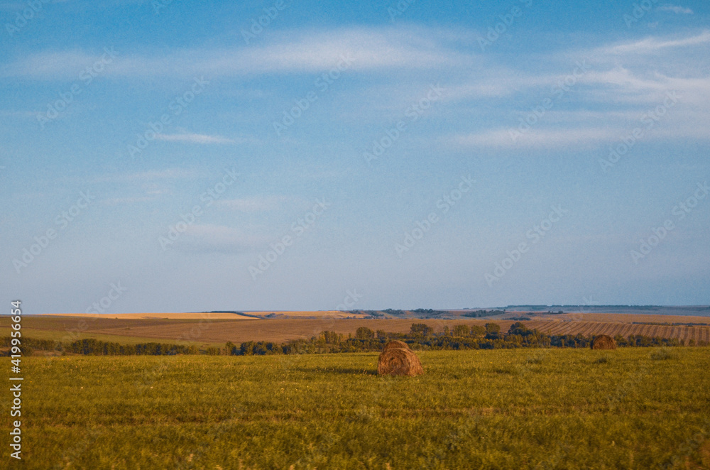 field of wheat