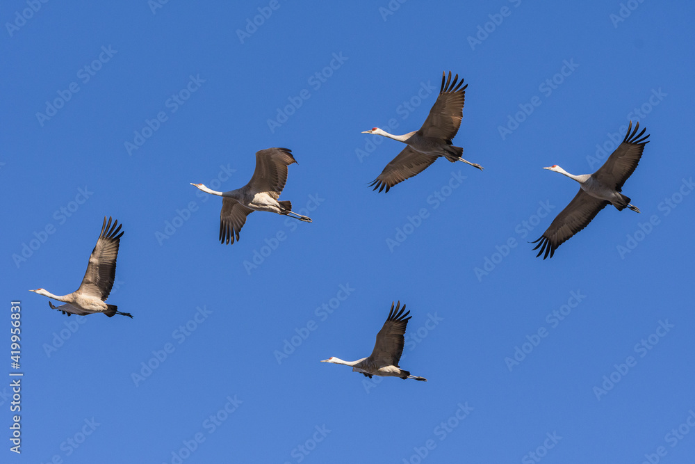 Obraz premium Migrating Greater Sandhill Cranes in Monte Vista, Colorado
