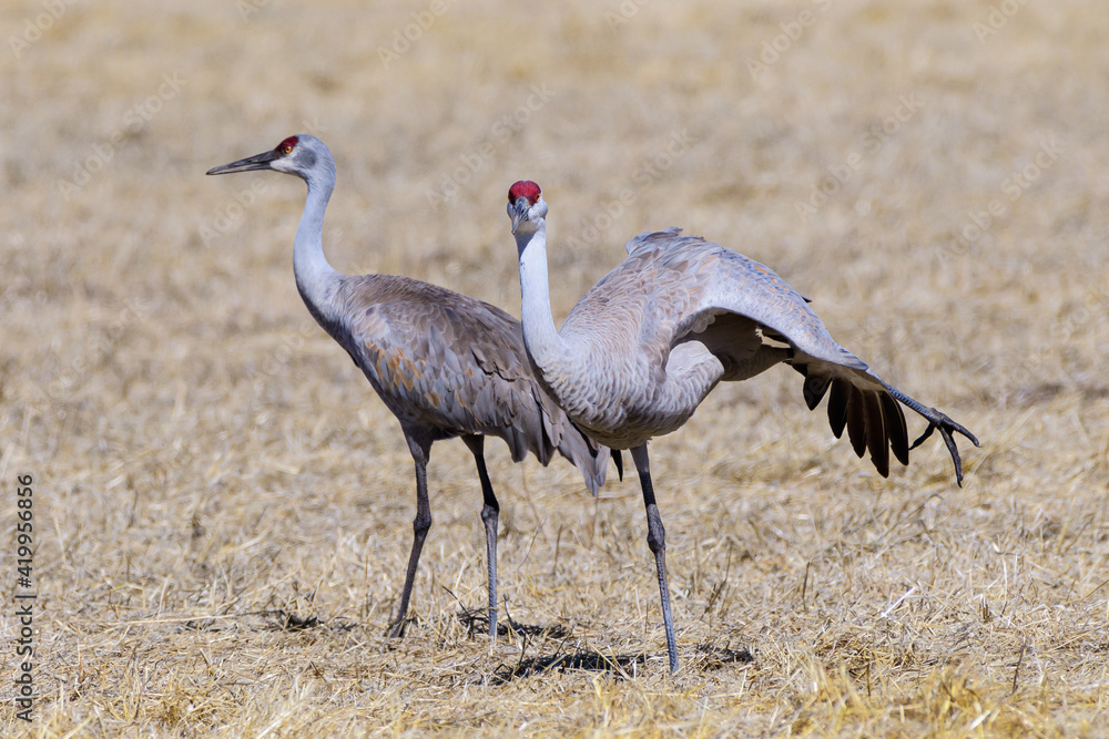 Obraz premium Migrating Greater Sandhill Cranes in Monte Vista, Colorado