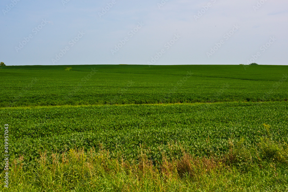 USA, Minnesota, Canon Falls, Mid-summer Farm Fields USA, Minnesota, Canon Falls, Mid-summer Farm Fields