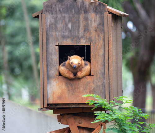 Small child anteater  - tamanduá mirim - 0observed through the window of his wooden house photo