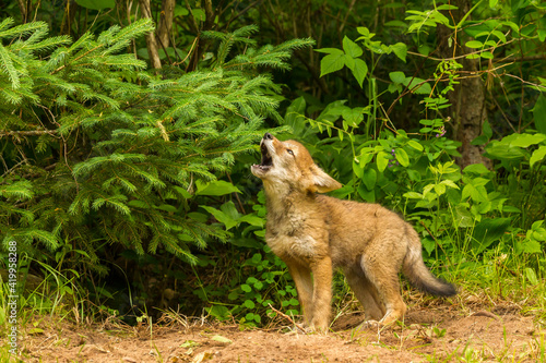 Canvastavla USA, Minnesota, Pine County. Coyote pup howling at den.