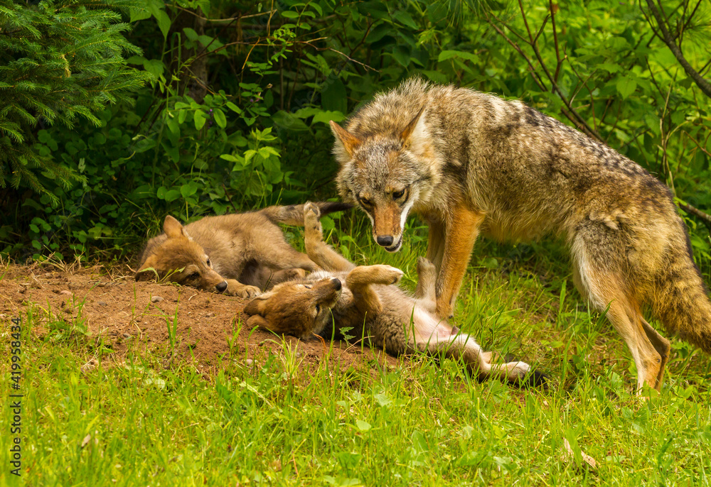 USA, Minnesota, Pine County. Coyote mother with pups at den. USA, Minnesota, Pine County. Coyote mother with pups at den.