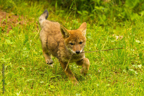 Slika na platnu USA, Minnesota, Pine County. Coyote pup playing with stick.