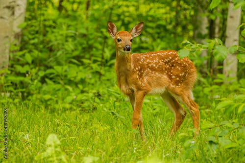USA, Minnesota, Pine County. White-tailed deer fawn close-up.