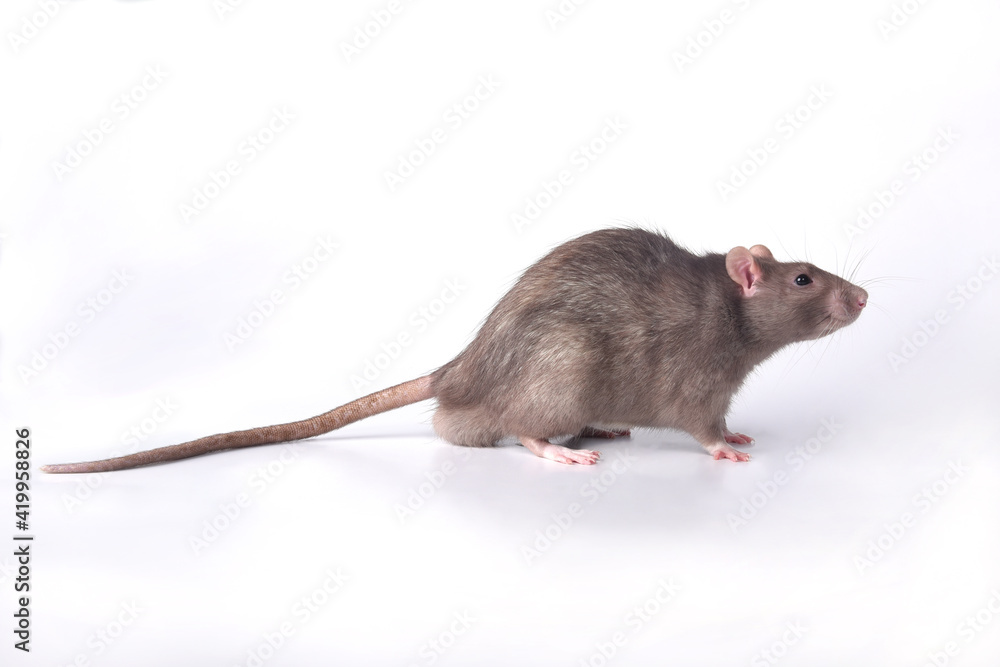 A brown wild breed rat on a white background in the studio runs forward A brown wild breed rat on a white background in the studio runs forward