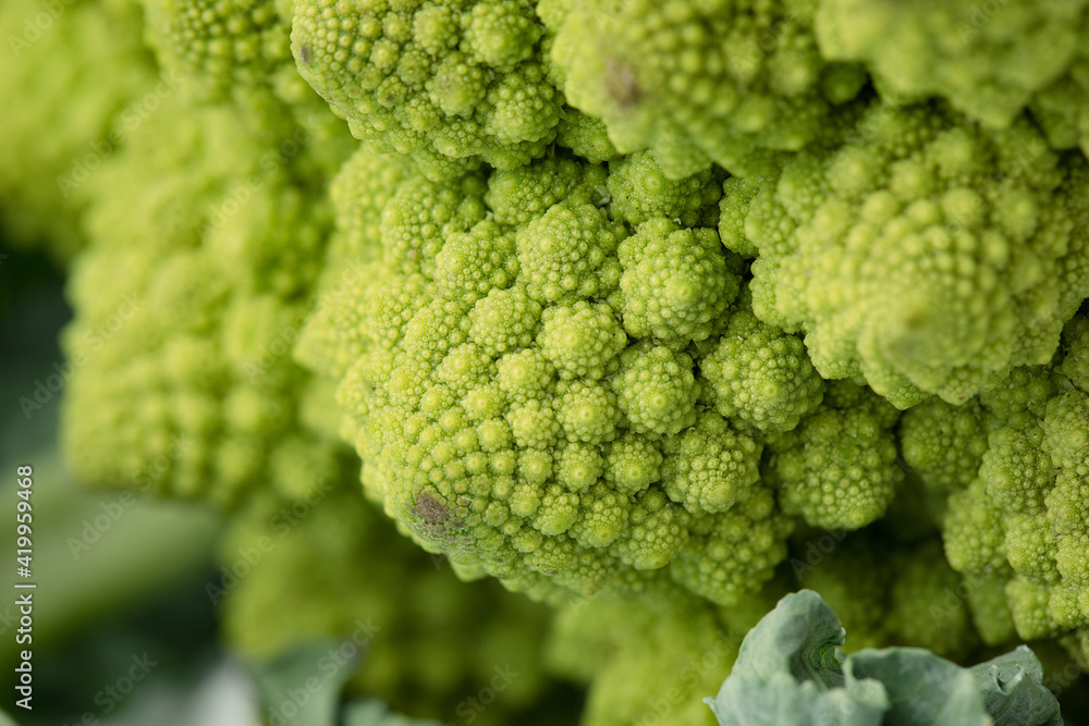 fresh diet agricultural romanesque cauliflower on white background fresh diet agricultural romanesque cauliflower on white background