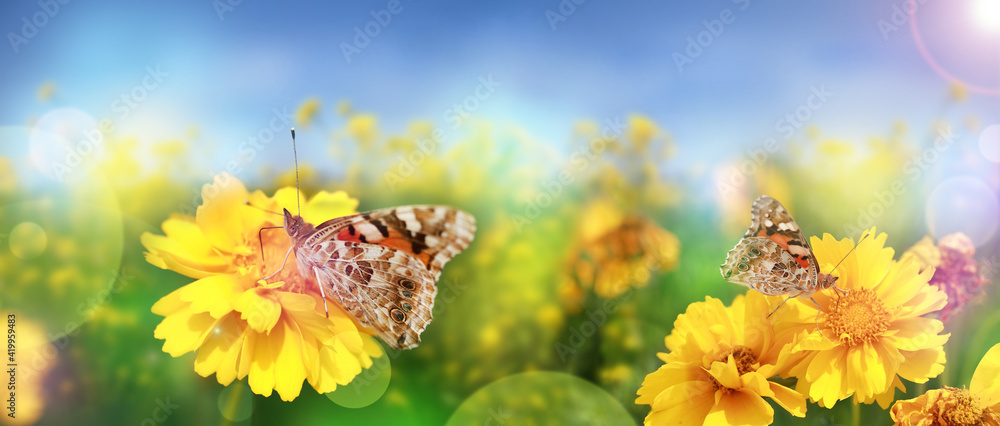 Beautiful modern summer background with yellow flowers and butterflies against the blue sky. Panoramic landscape, mixed media. Beautiful modern summer background with yellow flowers and butterflies against the blue sky. Panoramic landscape, mixed media.