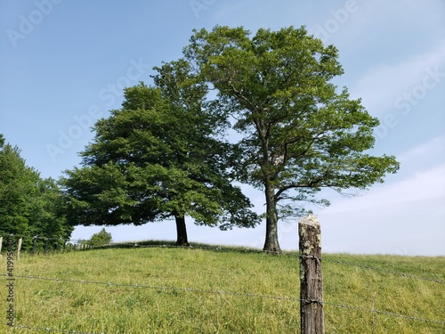 Twin Tree