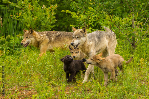 USA  Minnesota  Pine County. Adult wolves and pups.