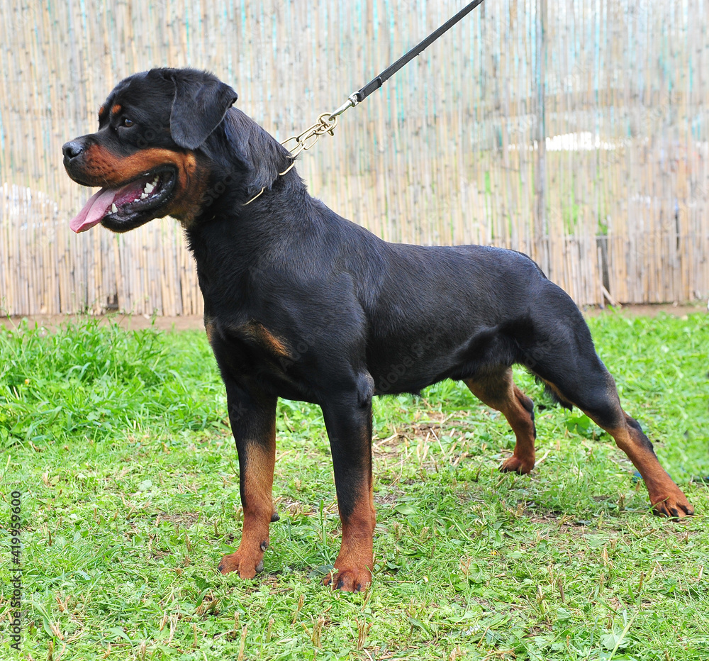 un perro rottweiler un perro rottweiler