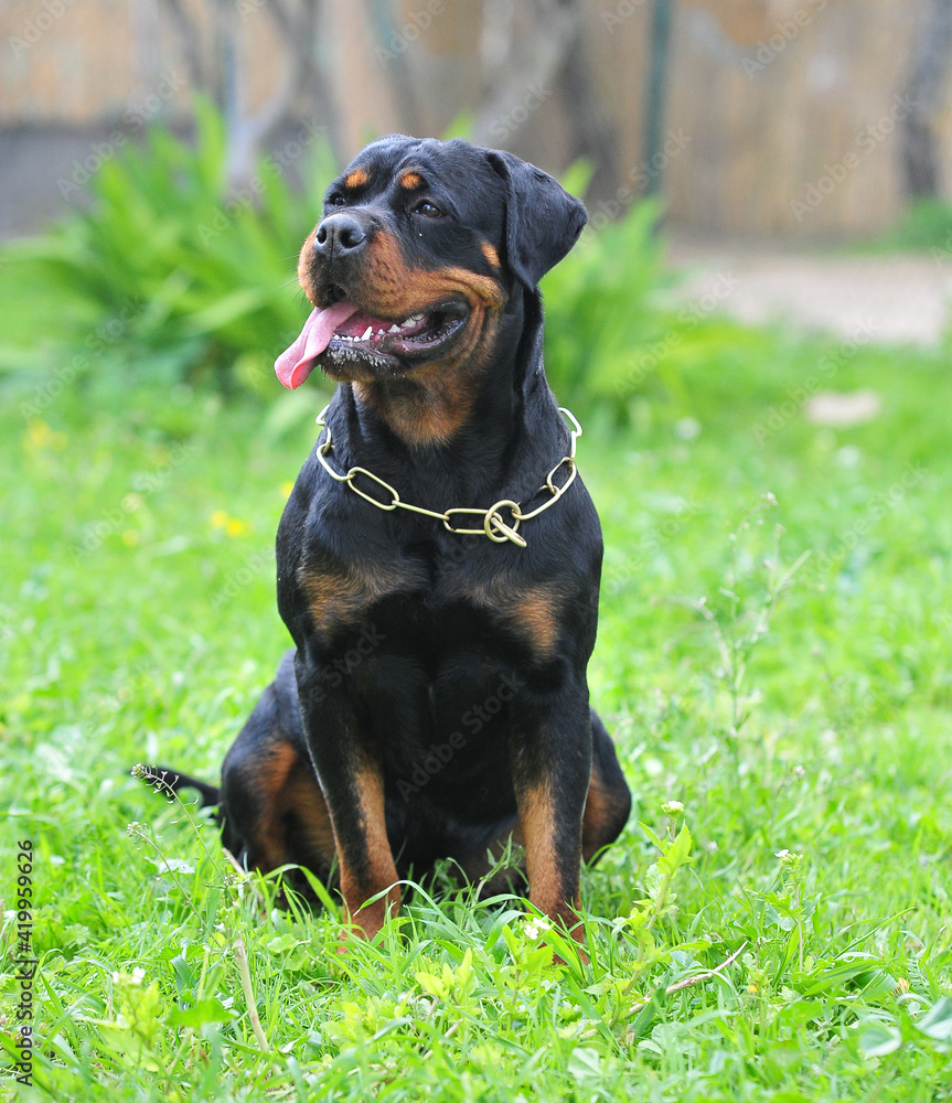 un fuerte perro rottweiler