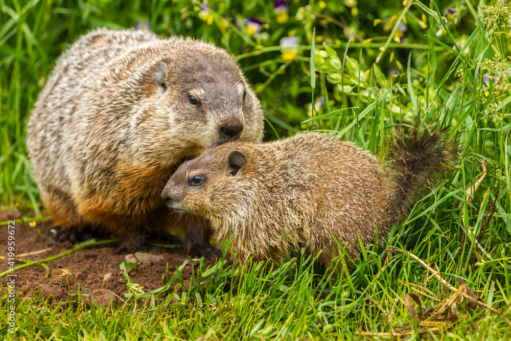 USA, Minnesota, Pine County. Adult woodchuck and kit. USA, Minnesota, Pine County. Adult woodchuck and kit.