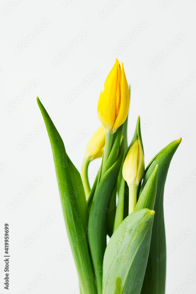isolated fresh yellow tulips on white background isolated fresh yellow tulips on white background