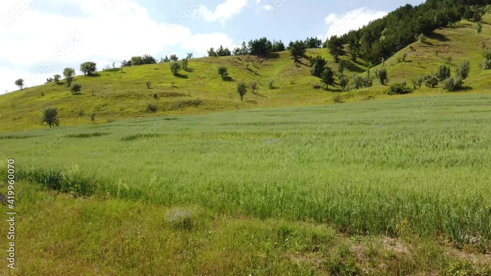 Hilly surface of a mountain plateau covered with grass and forest, Hilly surface of a mountain plateau covered with grass and forest,
