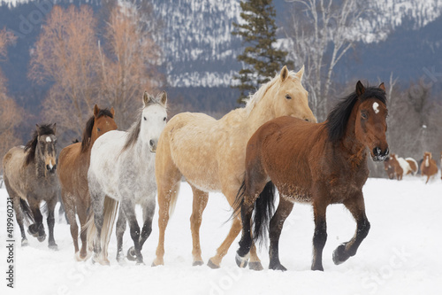 Rodeo horses running during winter roundup, Kalispell, Montana. © Danita Delimont