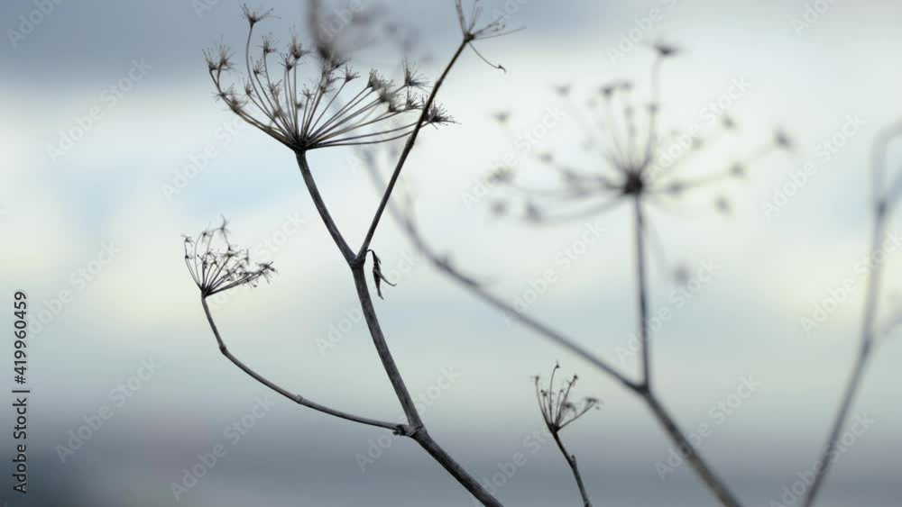 Frost on branches Frost on branches