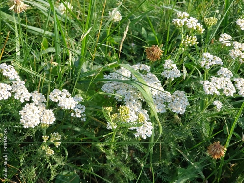 Field of flowers