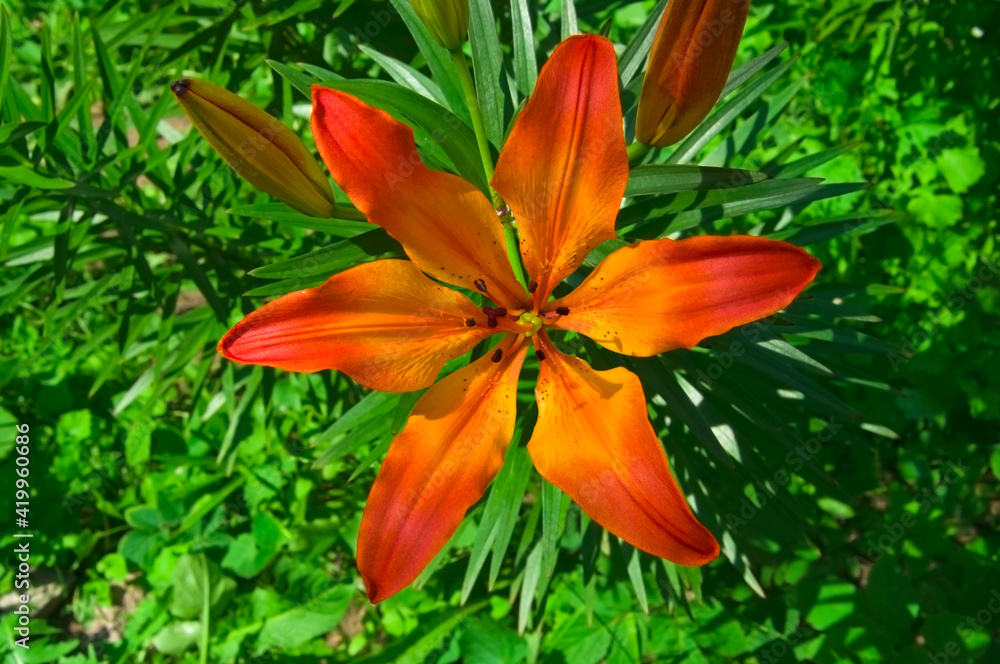 One orange yellow lily flower (Lílium) with buds with green leaves close up in the garden on a sunny day One orange yellow lily flower (Lílium) with buds with green leaves close up in the garden on a sunny day