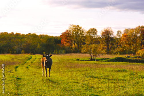 A cow grazes on a green meadow against the backdrop of a forest and beautiful trees