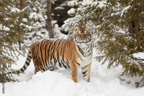 Φωτογραφία Siberian tiger in deep winter snow, Montana.