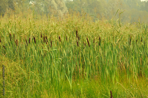 Brown reeds and beautiful yellow green grass on the background of tall trees