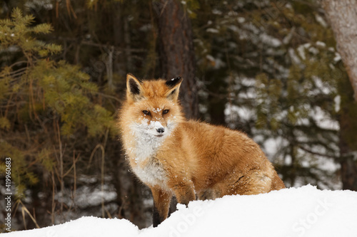 Red fox in deep winter snow  Montana.