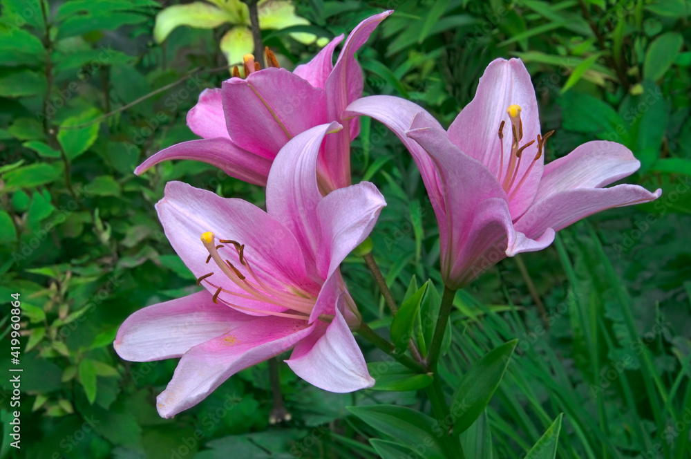 Three pink flowers of lily (Lílium) close-up against a background of green leaves and herbs in the garden