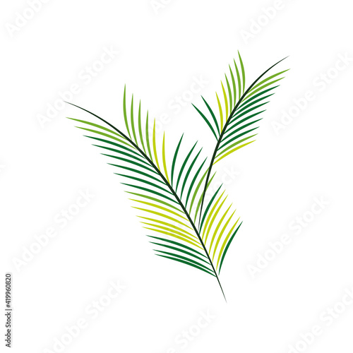 palm branch foliage